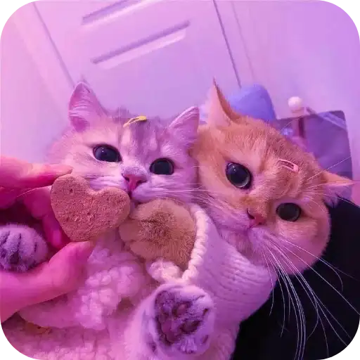 Котята preview