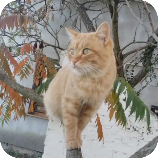 Котята preview