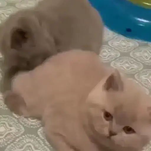 Смішні котики preview