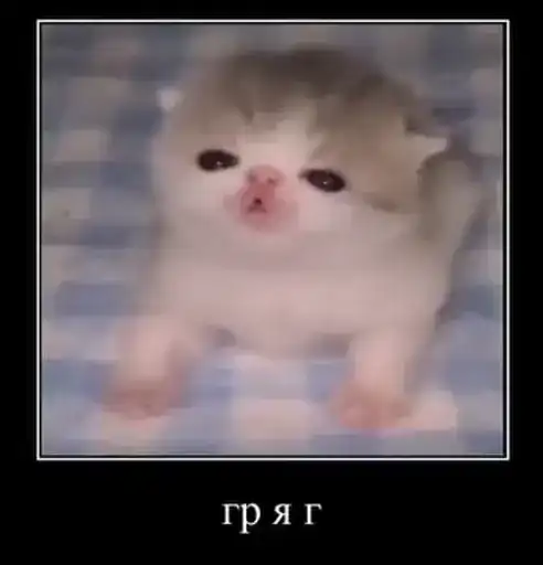 Смішні котики preview