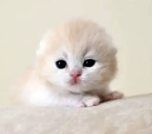 Смішні котики preview