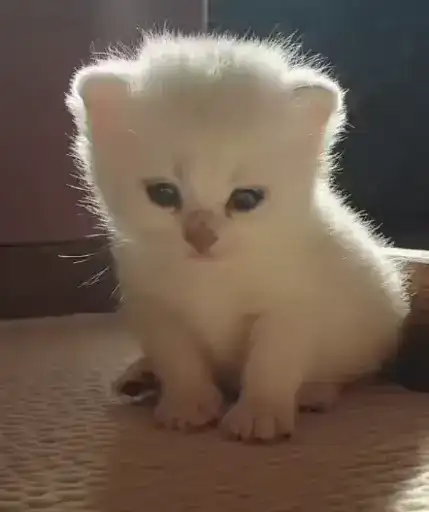 Смішні котики preview