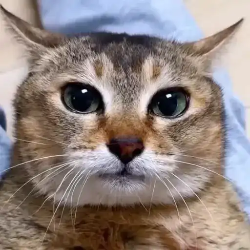 Cat Multiverse preview