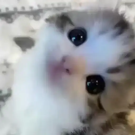 Cat Multiverse preview