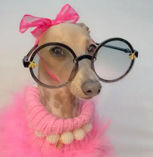 BIMBO ANIMALS preview