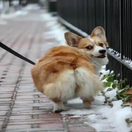 KorgiXen /author preview