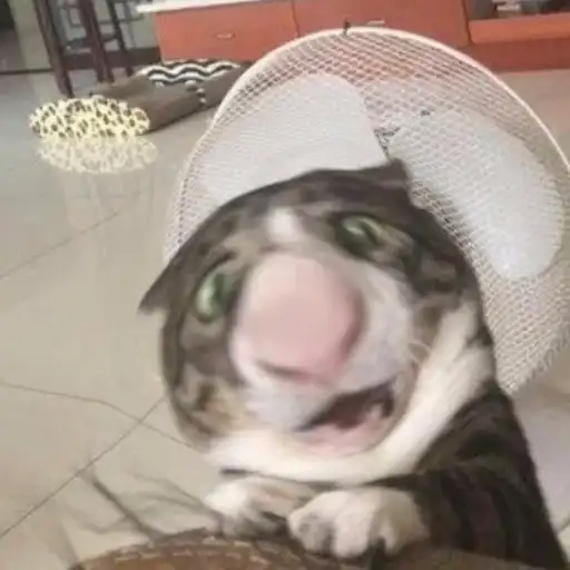 Выпукиваем котов preview