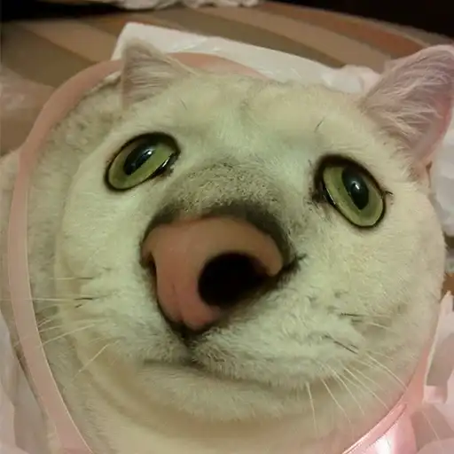 Выпукиваем котов preview