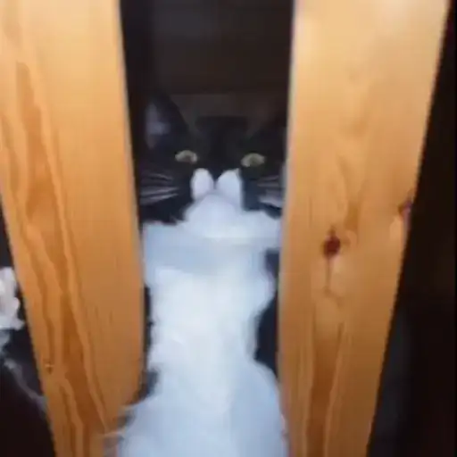 Котики preview