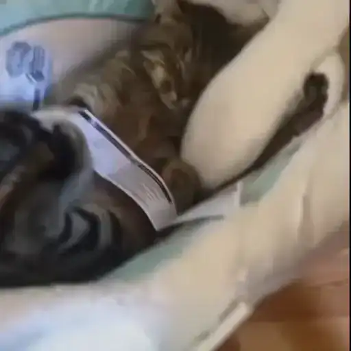 Котики preview