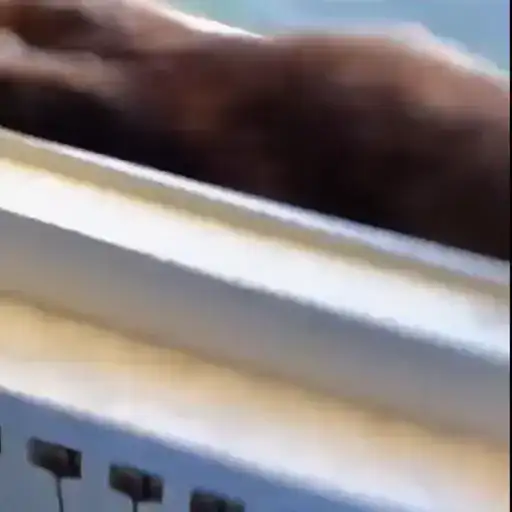 Котики preview