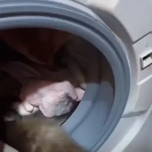 Котики preview