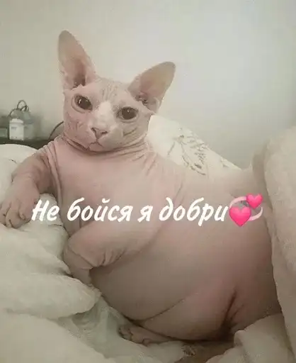 Лыси пон preview