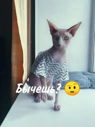 Лыси пон preview