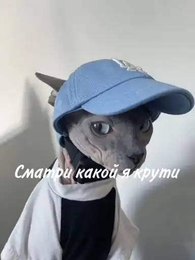 Лыси пон preview