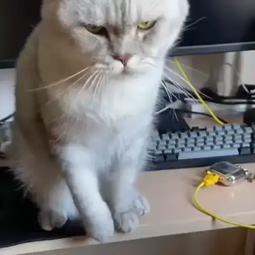 Sticker 🐈‍⬛️