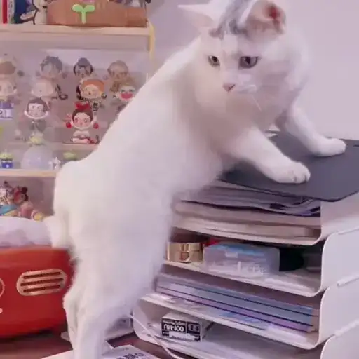 Sticker 🐈‍⬛️