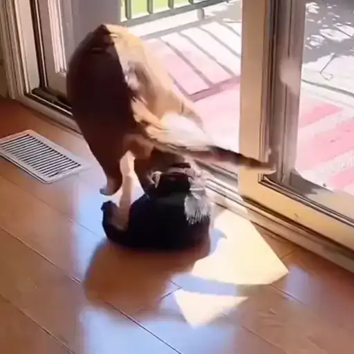 Котики preview