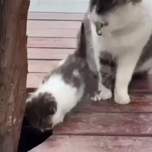 Котики preview