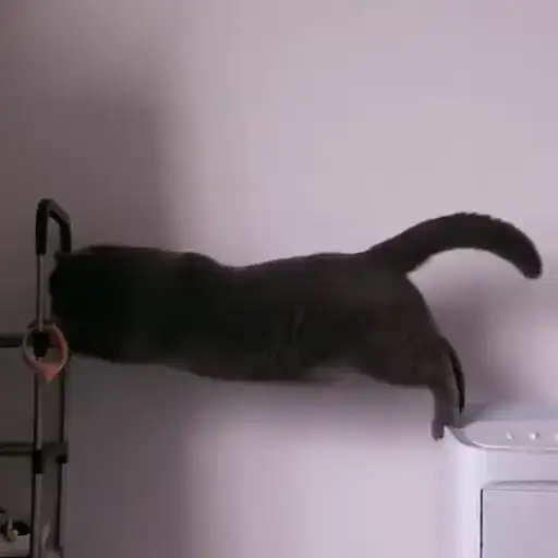 Sticker 🐈‍⬛️