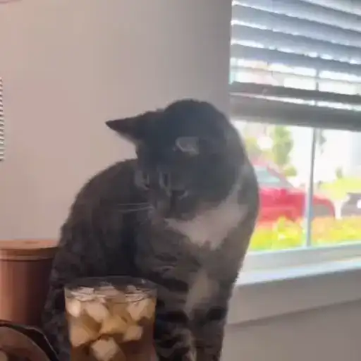 Котики preview