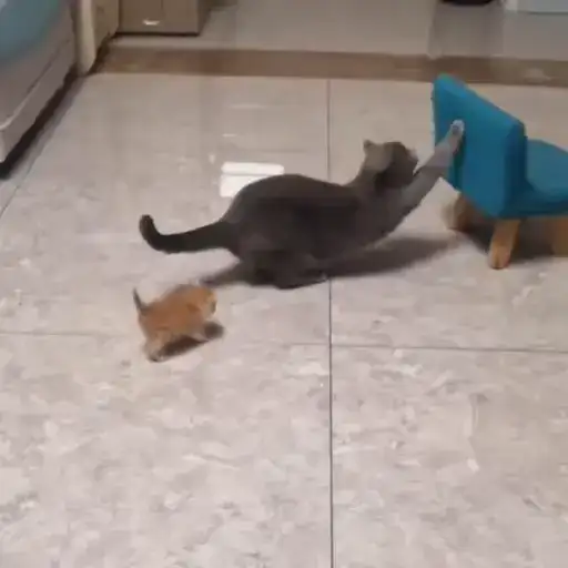 Котики preview