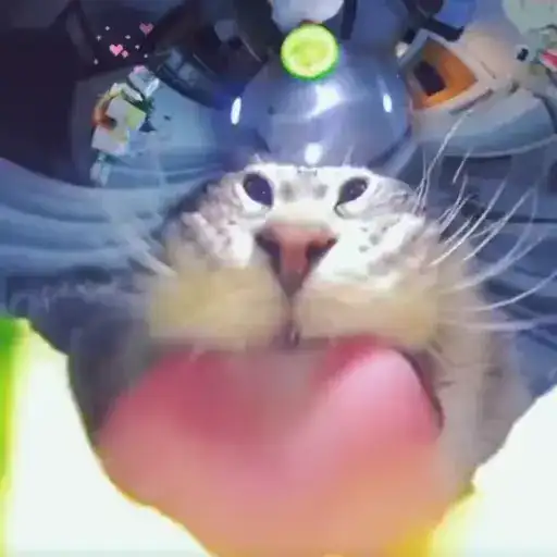 Котики маяпанжики preview