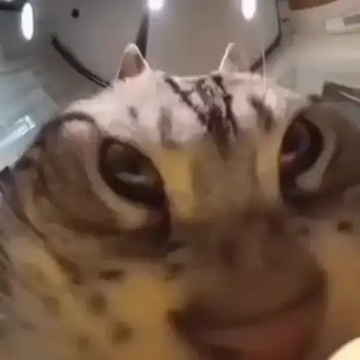 Котики маяпанжики preview