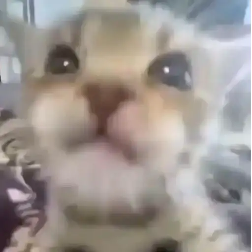 Котята от Дяди Рана preview