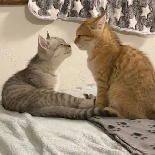 Котята от Дяди Рана preview