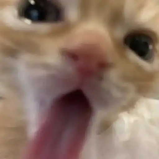 Котята от Дяди Рана preview