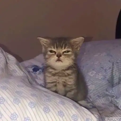 Котята от Дяди Рана preview