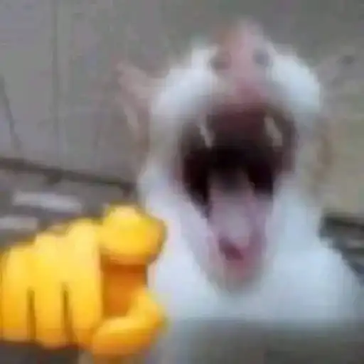 Meme cats preview
