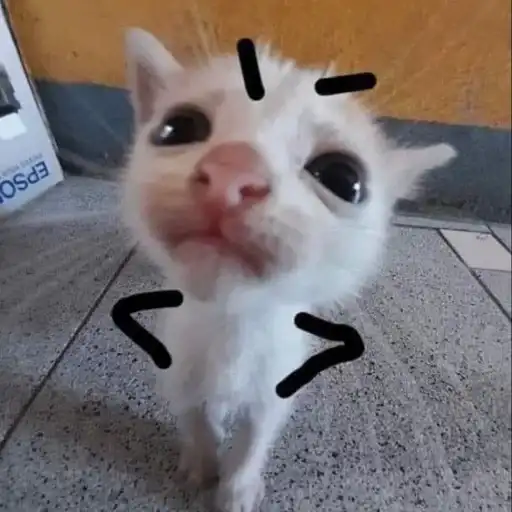 Meme cats preview