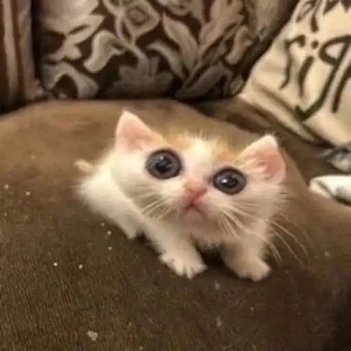 Meme cats preview