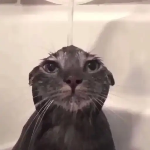 Meme cats preview