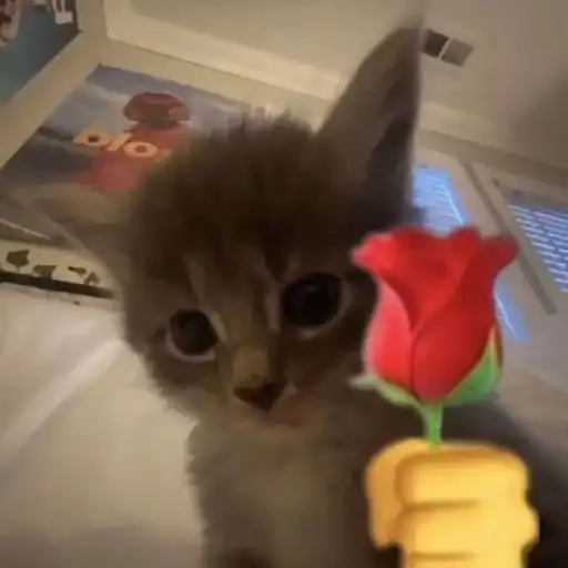 Sticker 🌹