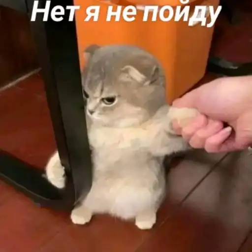 Sticker 😾