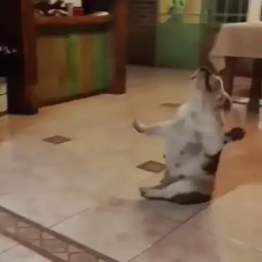 Пёсики и коты preview