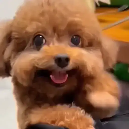 Пёсики и коты preview