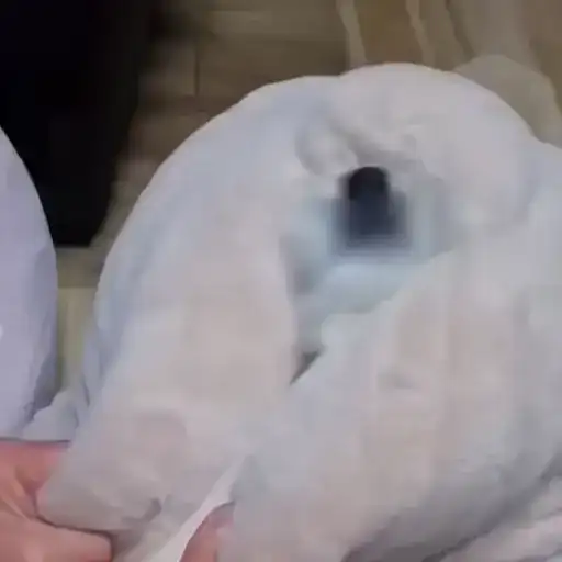 Пёсики и коты preview