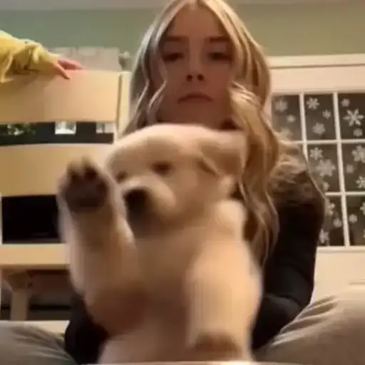 Пёсики и коты preview