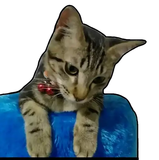 Sticker 🐈