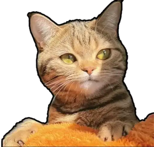 Kucing 🐈 🐈 preview