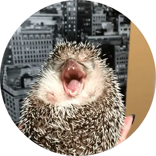 🦔 Hedgehog memes preview