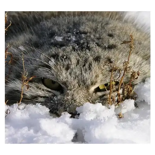 Дикие манулы preview