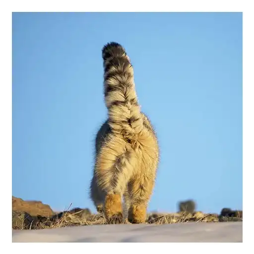 Дикие манулы preview