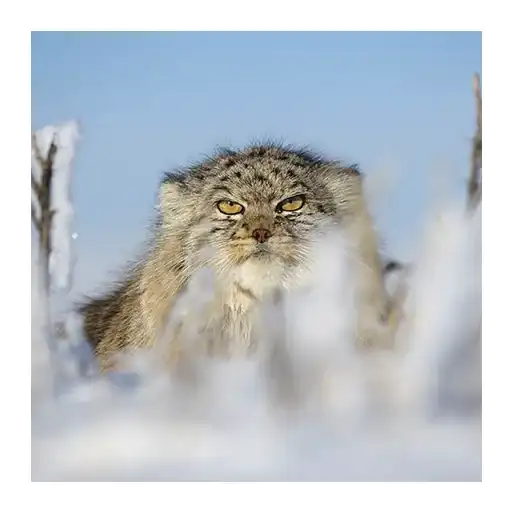 Дикие манулы preview