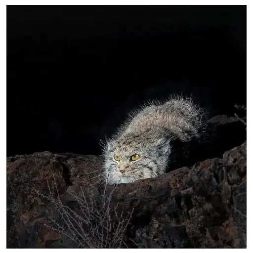 Дикие манулы preview