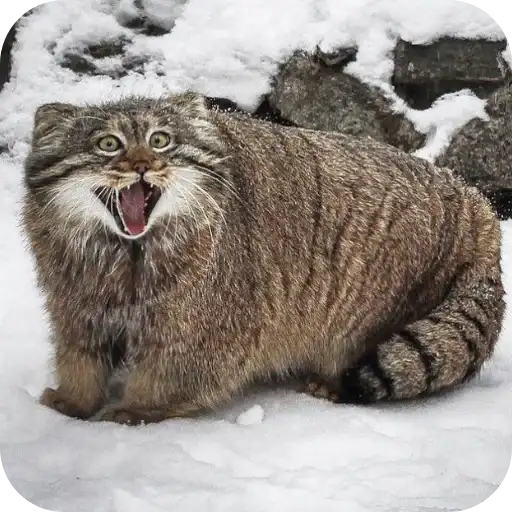 ~ манулы~ preview